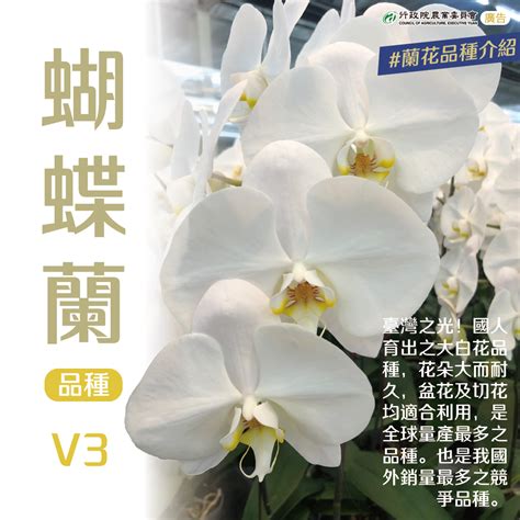 小蘭花品種|蘭花品種大全（附圖）：蘭花品種介紹及圖片鑑賞